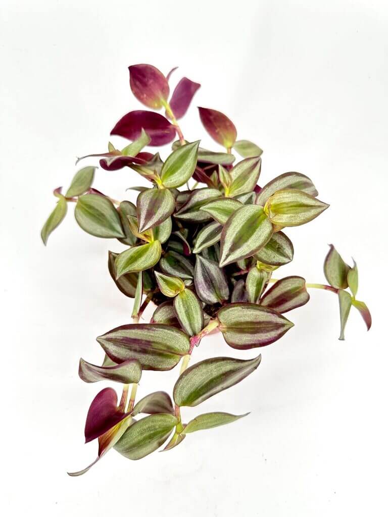 Vibrant Tradescantia plant with green and purple heart-shaped leaves, ideal for indoor decor.