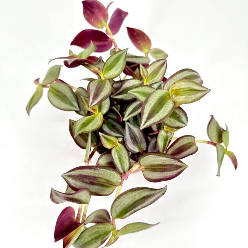 Vibrant Tradescantia plant with green and purple heart-shaped leaves, ideal for indoor decor.