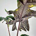 Tropical plant leaves showcasing unique textures, shapes, and vibrant greens with contrasting reddish stems.