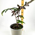 Tropical potted plant with green and burgundy leaves, measured at 50 cm alongside a measuring stick.