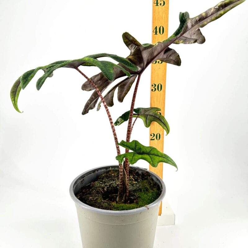 Tropical Plant with Vibrant Green and Burgundy Leaves Tropical potted plant with green and burgundy leaves, measured at 50 cm alongside a measuring stick.
