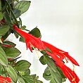Red tubular flowers and lush green foliage on a flowering plant, attracting pollinators.