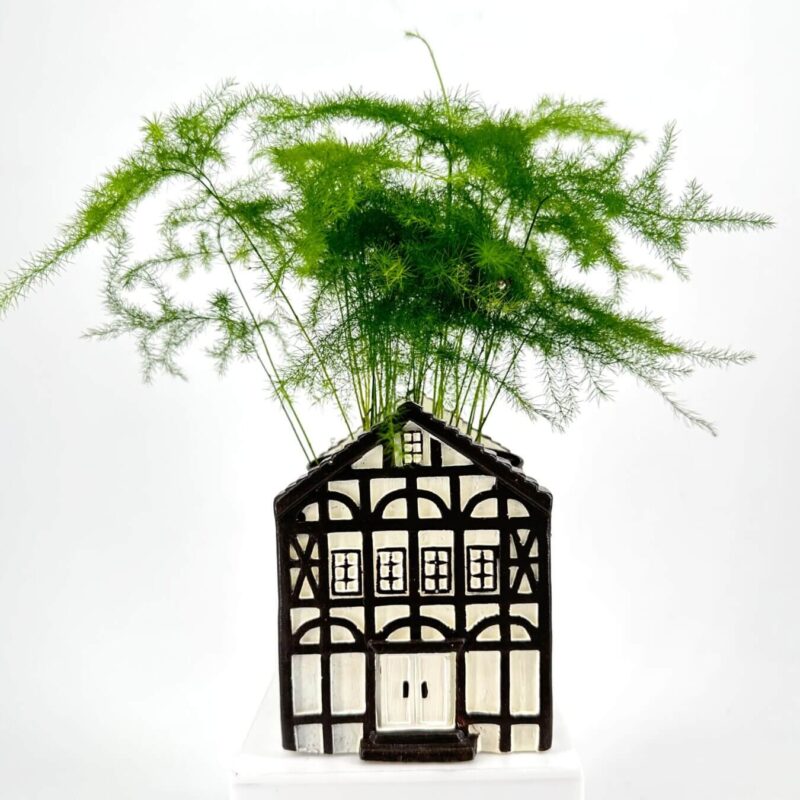 Charming House Planter with Vibrant Green Foliage House-shaped planter with green Asparagus ferns in a black and white design.