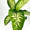 Variegated plant with glossy leaves, deep green and bright yellow, ideal for indoor décor.