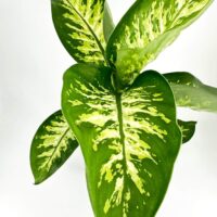 Variegated plant with glossy leaves, deep green and bright yellow, ideal for indoor décor.
