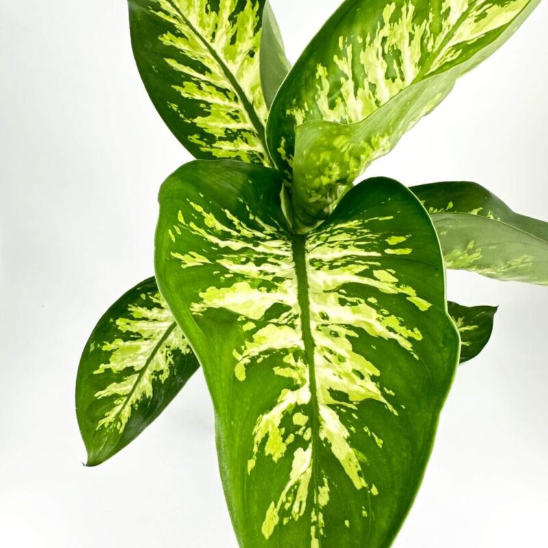 Stunning Variegated Indoor Plant for Bright Décor Variegated plant with glossy leaves, deep green and bright yellow, ideal for indoor décor.