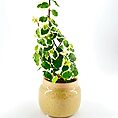 Variegated indoor plant in stylish ceramic pot against white background.
