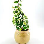 Speckled Sandstone Glazed Planter 6cm