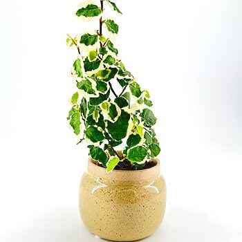 Variegated indoor plant in stylish ceramic pot against white background.