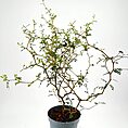 Minimalist indoor potted plant with vibrant leaves in a textured grey ceramic pot.
