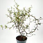 Sophora Prostrata Little Baby Buchanan