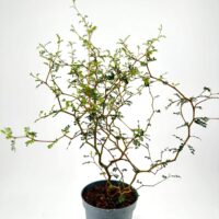 Minimalist indoor potted plant with vibrant leaves in a textured grey ceramic pot.