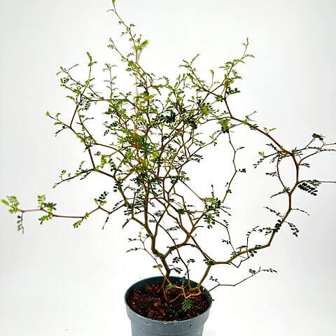 Minimalist indoor potted plant with vibrant leaves in a textured grey ceramic pot.