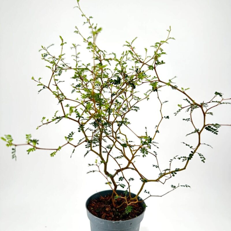 Minimalist indoor potted plant with vibrant leaves in a textured grey ceramic pot.