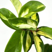 Vibrant indoor Pothos plant with glossy, variegated green and white leaves.