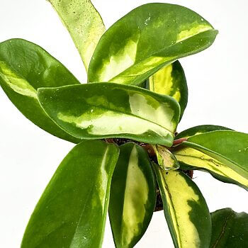 Vibrant indoor Pothos plant with glossy, variegated green and white leaves.