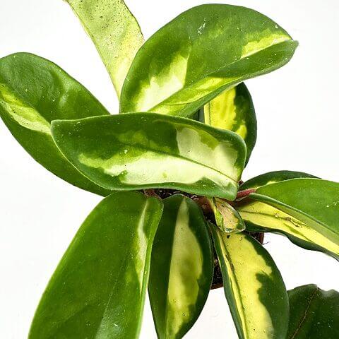 Vibrant indoor Pothos plant with glossy, variegated green and white leaves.