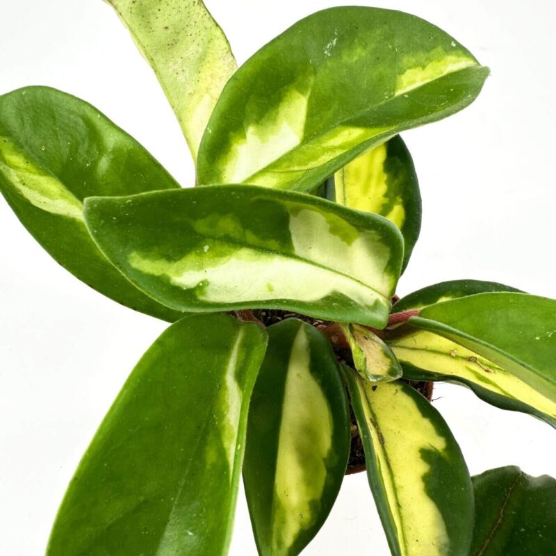 Vibrant indoor Pothos plant with glossy, variegated green and white leaves.