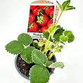 Healthy potted strawberry plant with green leaves and blossoms on white background.