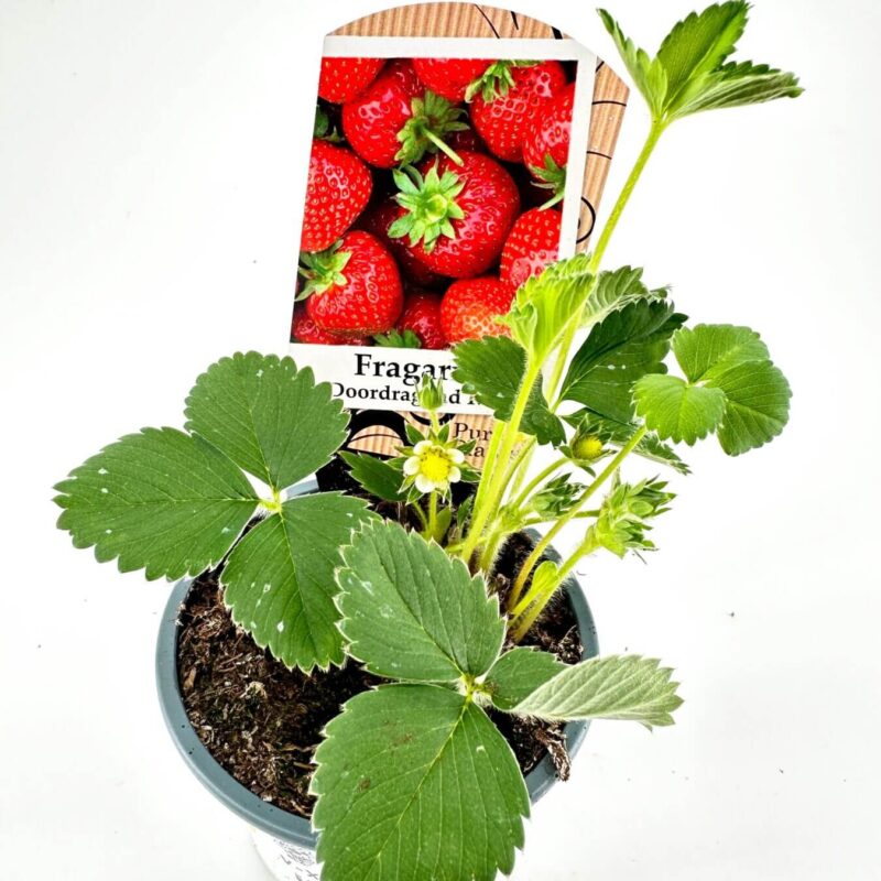 Homegrown Delight: Vibrant Strawberry Plant in Bloom Healthy potted strawberry plant with green leaves and blossoms on white background.