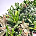 A vibrant collection of diverse succulents with varied shapes, colours, and textures.