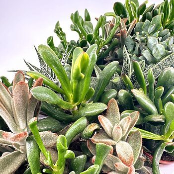 A vibrant collection of diverse succulents with varied shapes, colours, and textures.