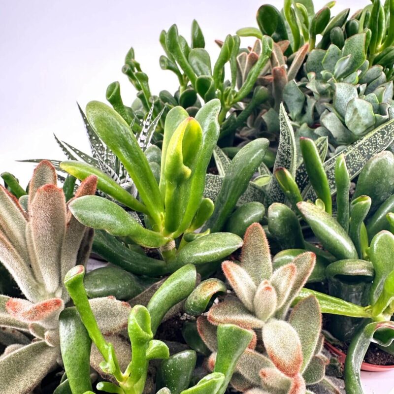 Vibrant Array of Colourful Succulent Plants A vibrant collection of diverse succulents with varied shapes, colours, and textures.