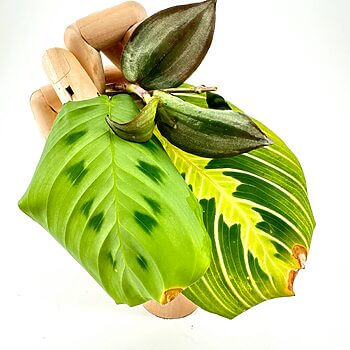 Wooden mannequin hand holding vibrant green and variegated leaves on a white background.