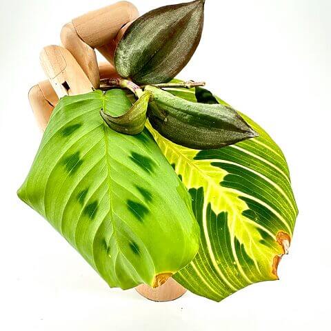 Wooden mannequin hand holding vibrant green and variegated leaves on a white background.