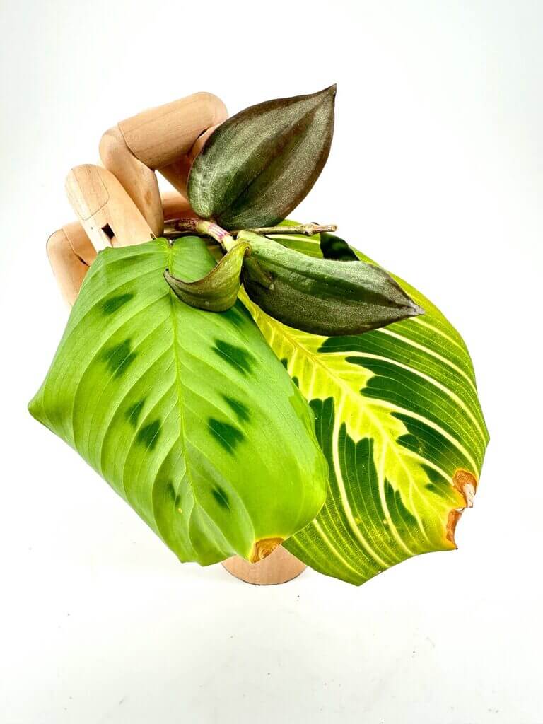 Wooden mannequin hand holding vibrant green and variegated leaves on a white background.