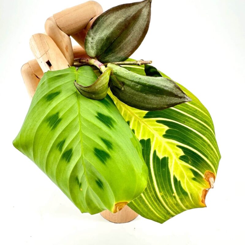 Wooden mannequin hand holding vibrant green and variegated leaves on a white background.