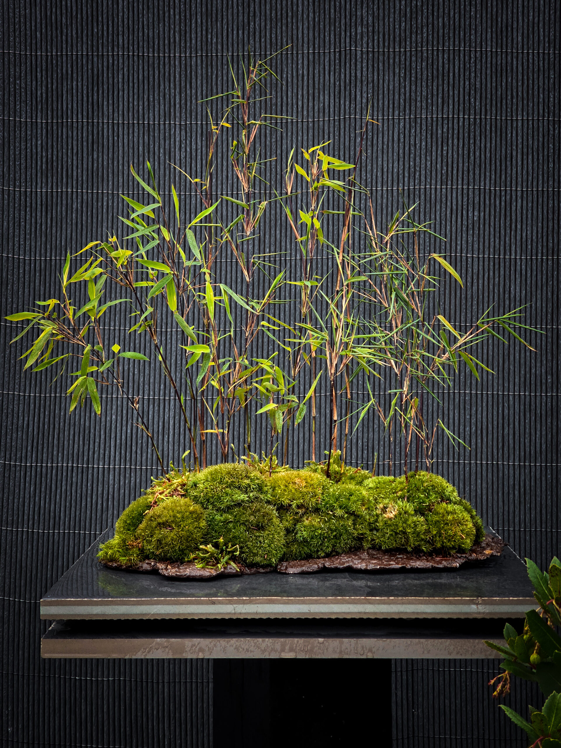 Wide view of a moss landscape display featuring vibrant moss mounds and delicate bamboo stems on a rustic base.