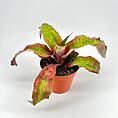 Vibrant bromeliad plant with colorful leaves in an orange pot on a white background.