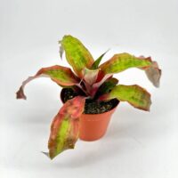 Vibrant bromeliad plant with colorful leaves in an orange pot on a white background.