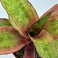 Colourful bromeliad in terracotta pot, showing green to reddish-purple leaves against a white background.
