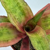 Colourful bromeliad in terracotta pot, showing green to reddish-purple leaves against a white background.