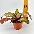 Vibrant bromeliad plant with variegated leaves in a terracotta pot next to a measuring ruler.