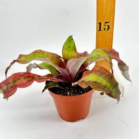 Vibrant bromeliad plant with variegated leaves in a terracotta pot next to a measuring ruler.