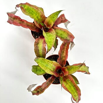 Colourful bromeliad plants in terracotta pots, contrasting against a white background.