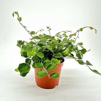 Lush green plant in terracotta pot against white background, highlighting vibrant foliage.