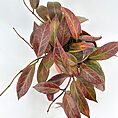 Vibrant houseplant with green and red leaves, cascading from a simple pot.
