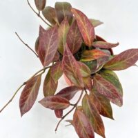 Vibrant houseplant with green and red leaves, cascading from a simple pot.
