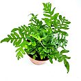 Vibrant green plant in terracotta pot with diverse leaves against a white background.