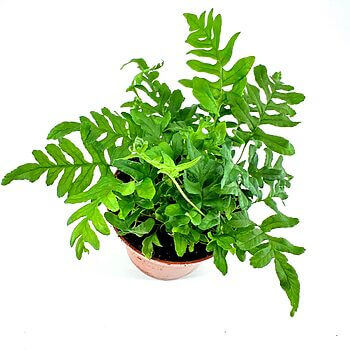 Vibrant green plant in terracotta pot with diverse leaves against a white background.