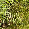 Lush green ferns and velvety moss in a serene forest setting.