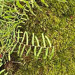 5m2 seasonal + 75L sphagnum CG