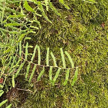 Lush green ferns and velvety moss in a serene forest setting.