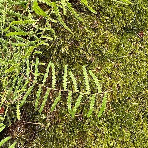 Lush green ferns and velvety moss in a serene forest setting.