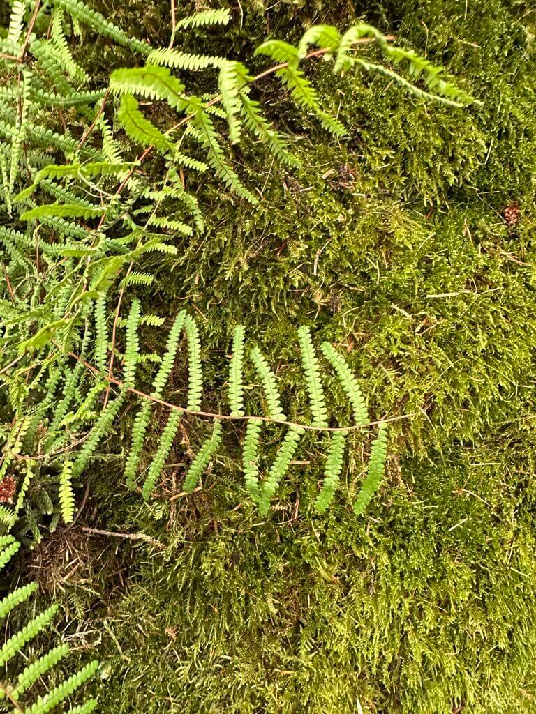 Lush green ferns and velvety moss in a serene forest setting.
