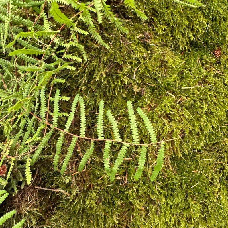 Lush green ferns and velvety moss in a serene forest setting.